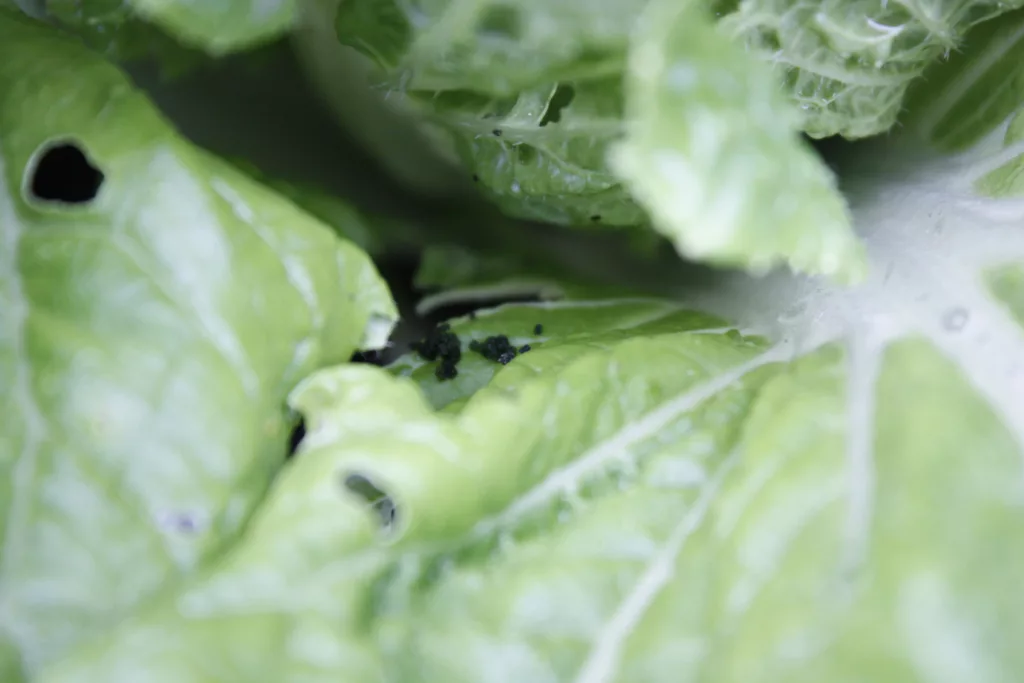 Cabbage worm poop or frass is in the centre of a napa cabbage plant that has been eaten by the worms