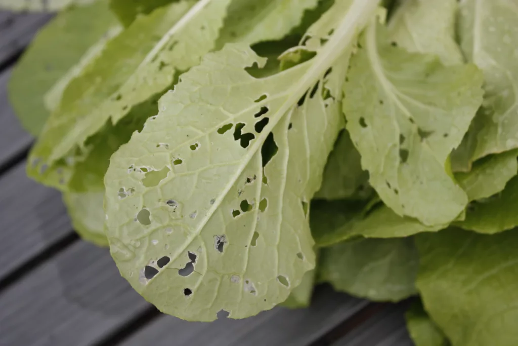 the underside of a cabbage leaf filled with holes that were made by cabbage worms