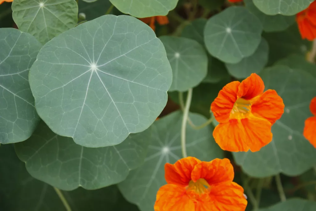 How to Grow Nasturtium From Seed to Flower