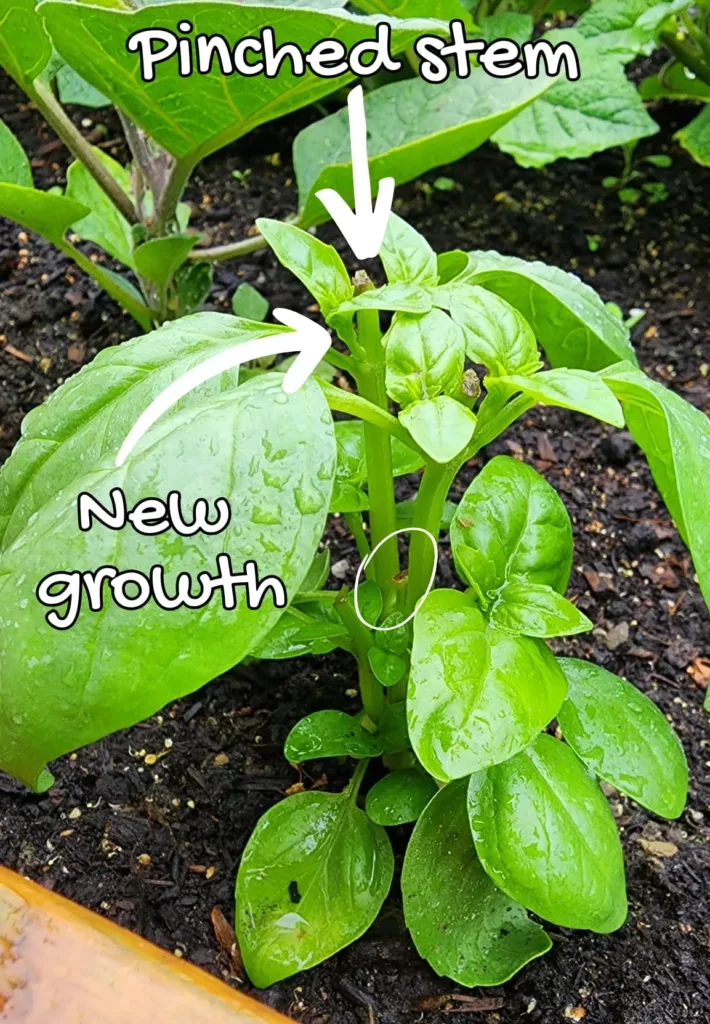 How To Grow Bountiful Basil Plants How To Grow Bountiful Basil Plants