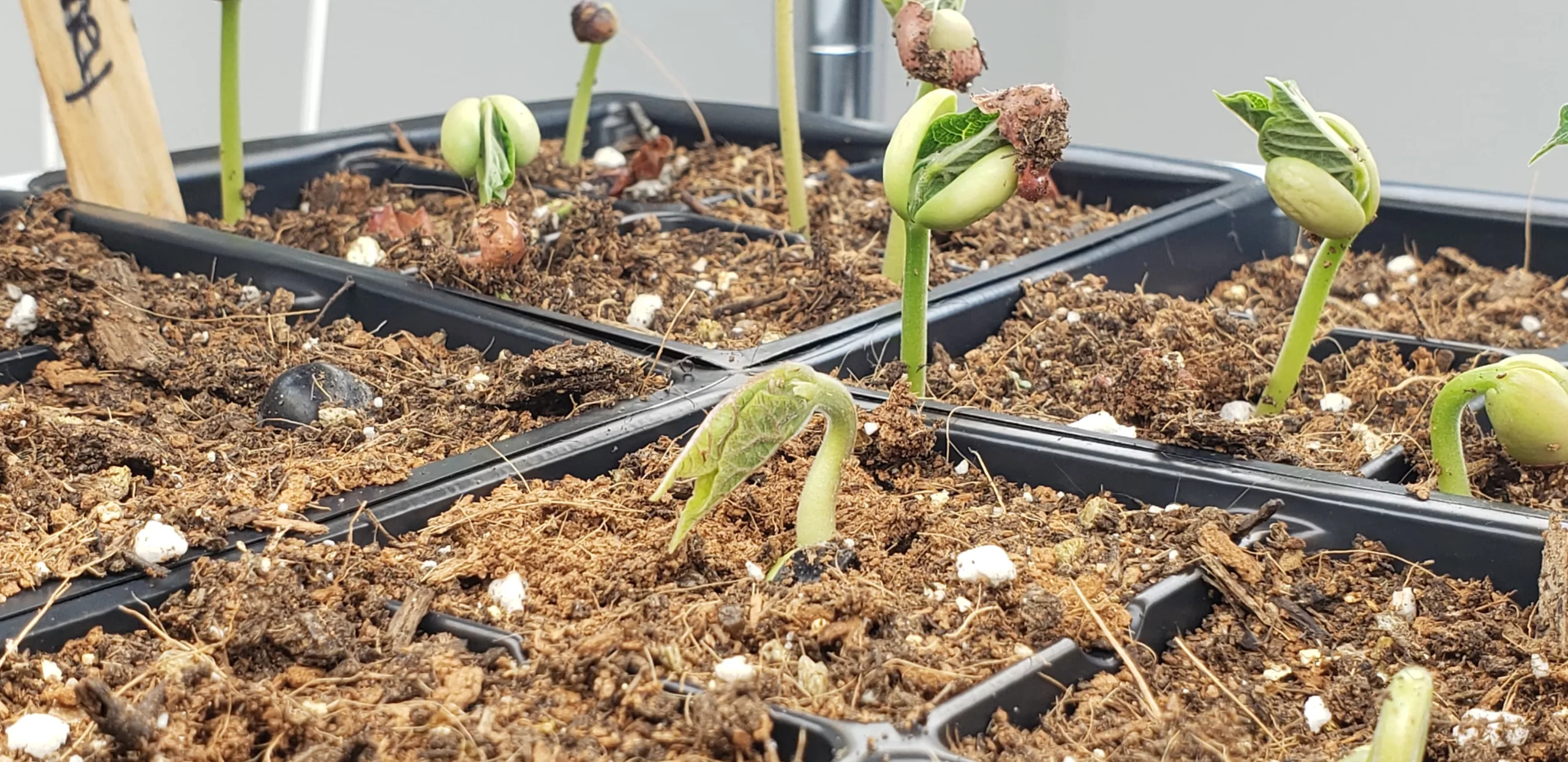 bean seeds are germinating in seed starting soil