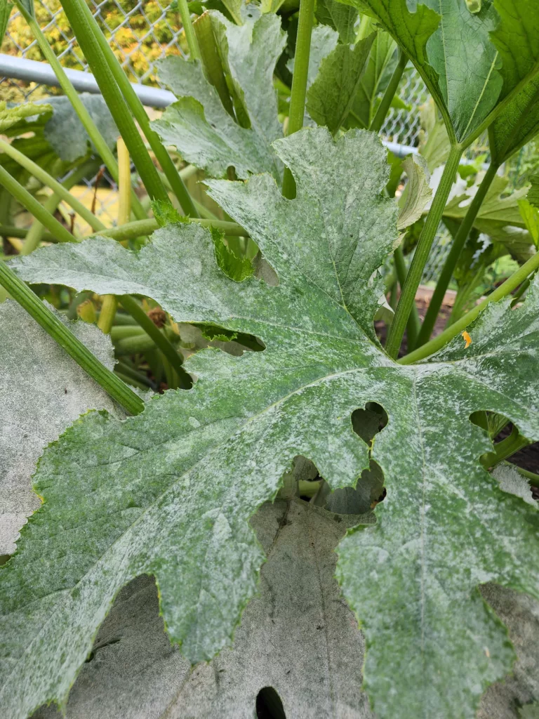 zucchini plant with powdery mildew