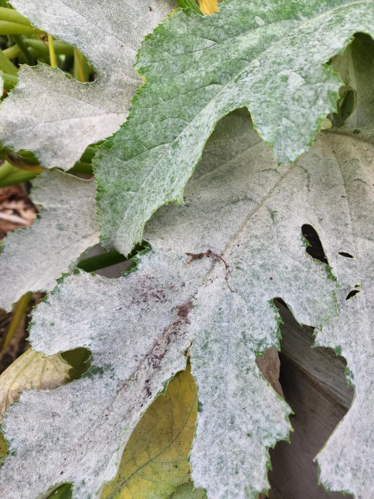zucchini plant with powdery mildew