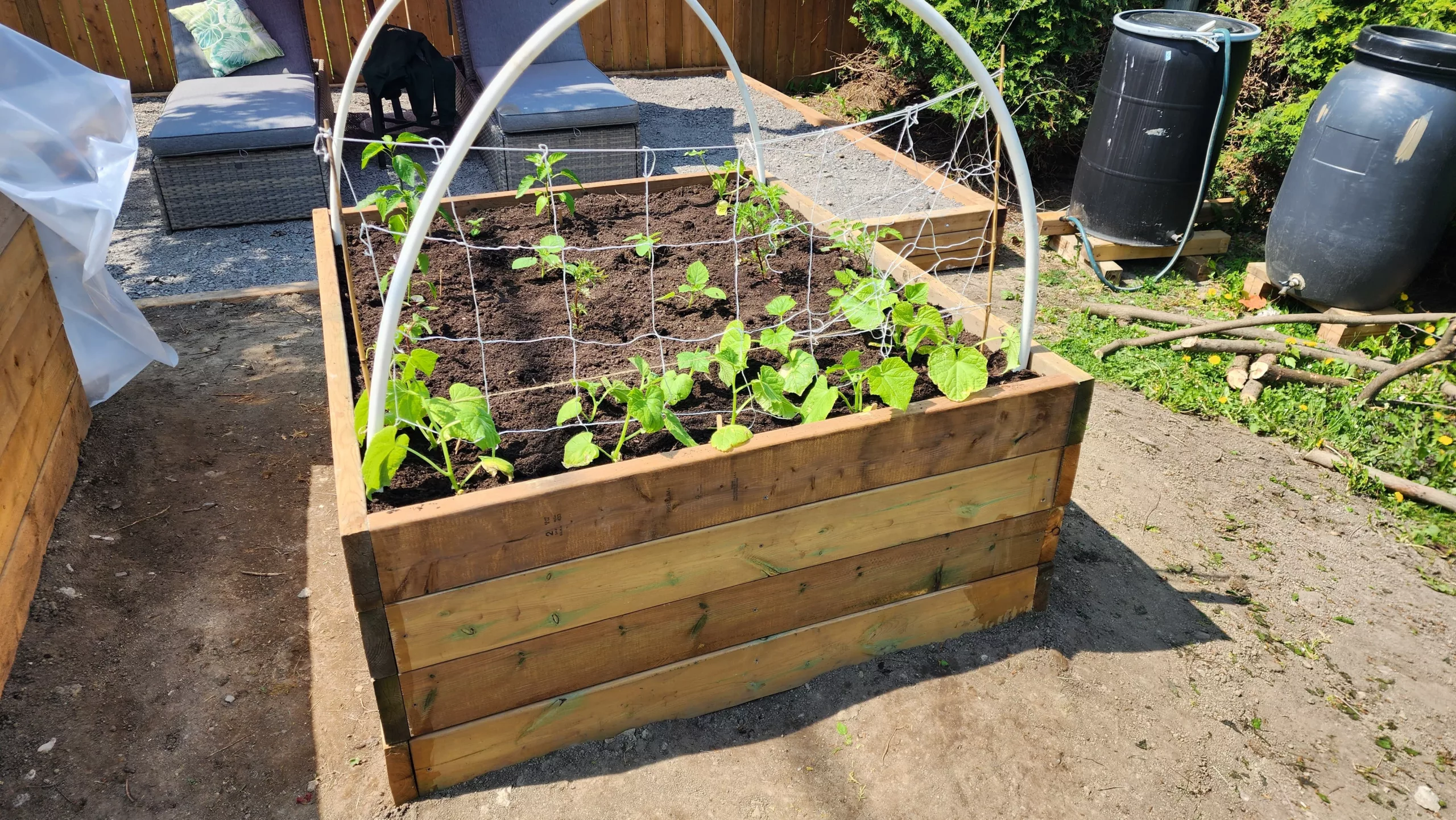 a row of cucumbers is planted along the edge of a raised wood garden with string netting infront of them