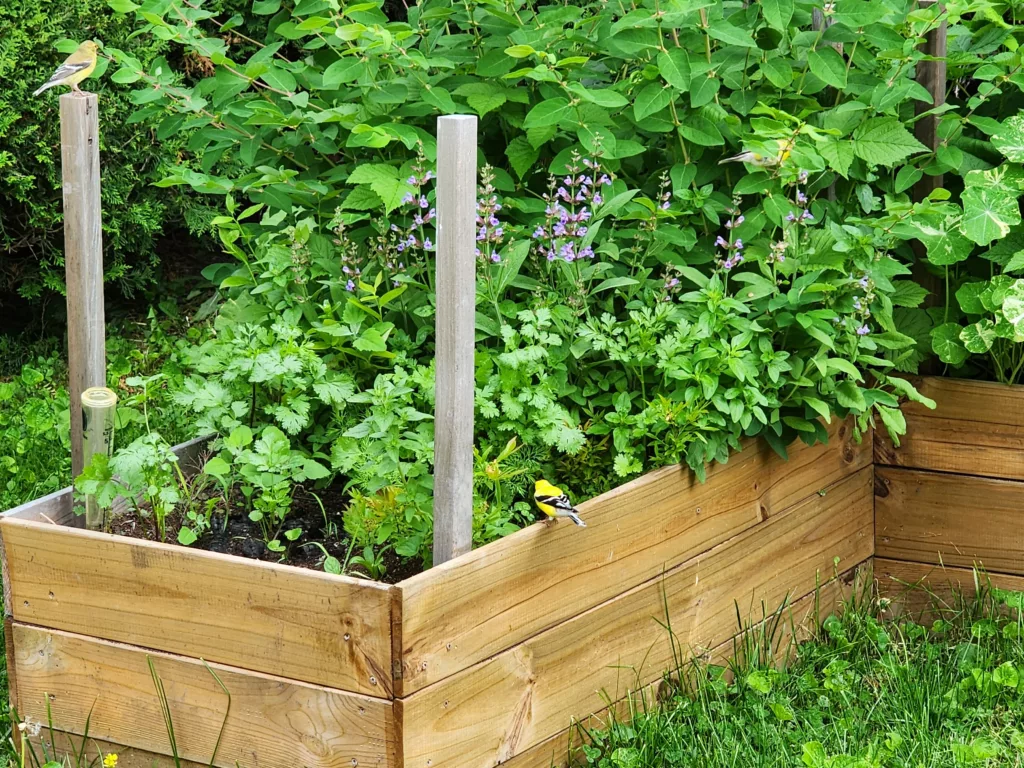 a garden grows in a wood raised bed. It is filled with flowers, scented herbs and fruits to allow you to taste, touch and smell the garden as a therapy garden