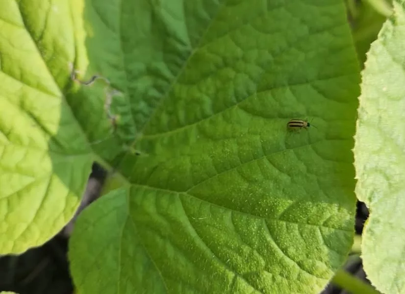 a striped cucumber beetle that is black and yellow sits on a cucumber leaf