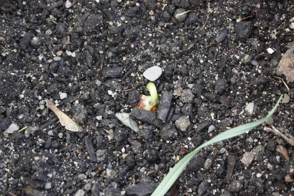 a picture mostly of dark soil, with a bean beginning to emerge out of the soil