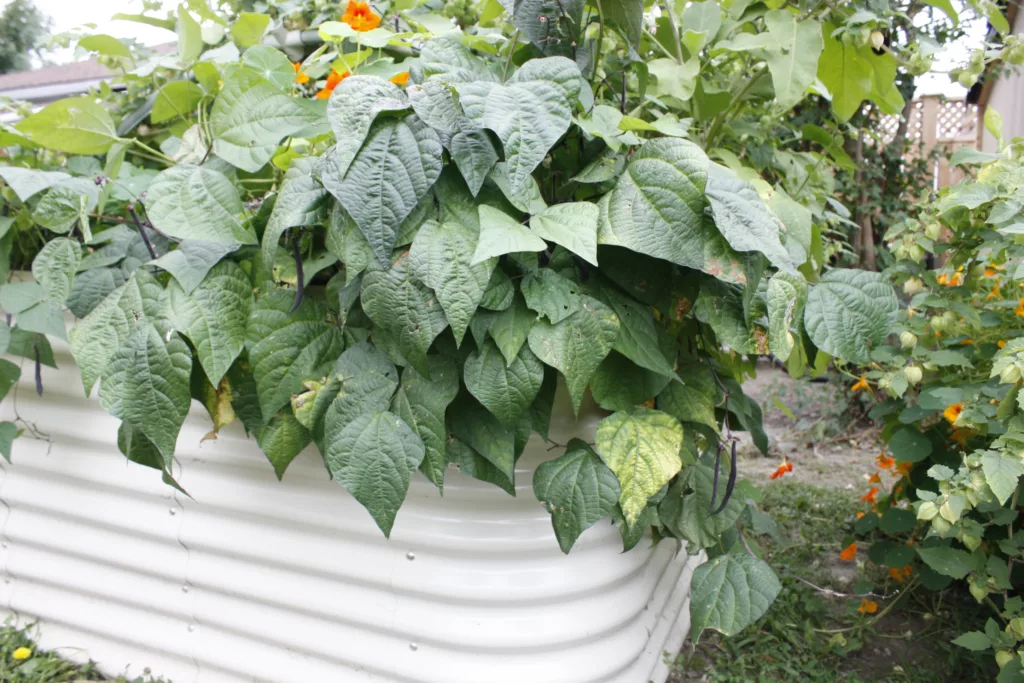 a tall white metal raised bed is filled with lush green plants. Purple bush beans hang over the edge of the garden, ready to be harvested