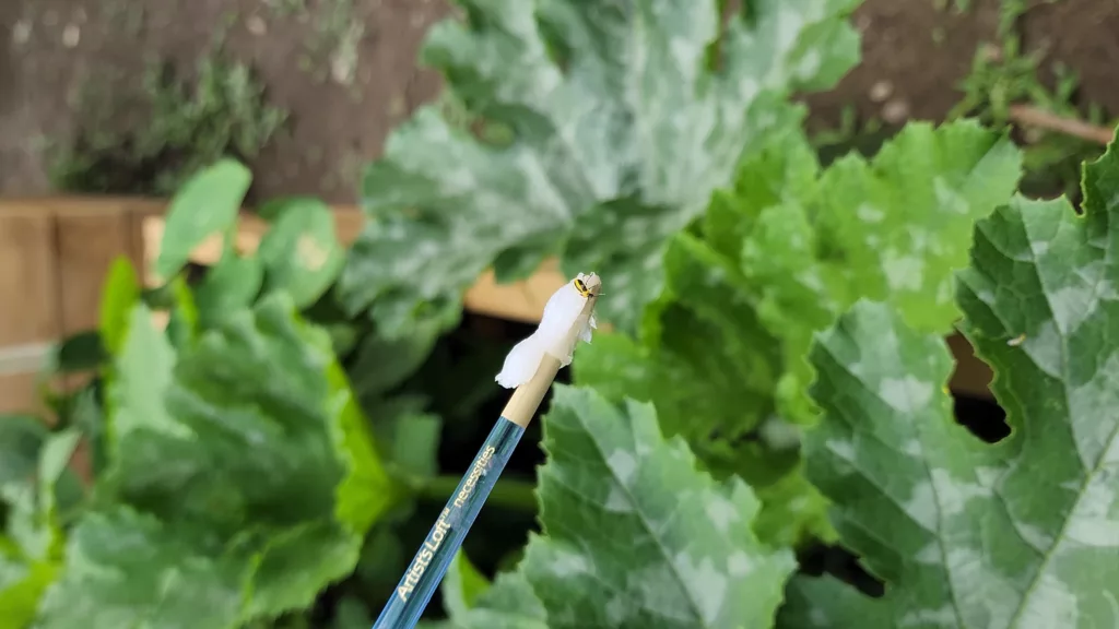 a cucumber beetle is stuck to the end of a paintbrush handle covered in Vaseline that was picked off a zucchini plant shown in the background