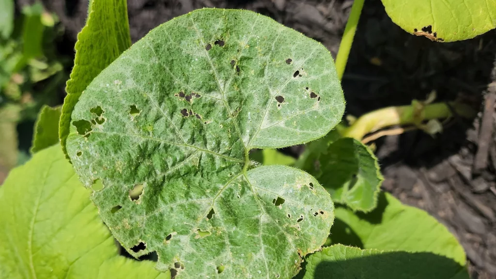 a cucumber leaf with holes in it from cucumber beetle damage