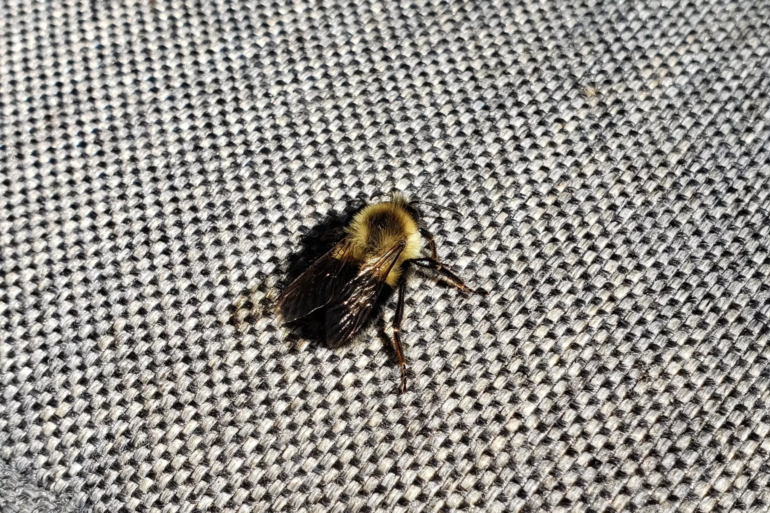 a bumblebee sitting on a cushion