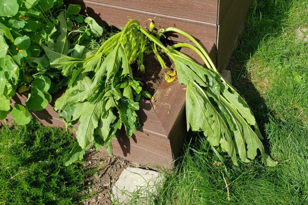 a wilted zucchini plant that has died from squash vine borer damage