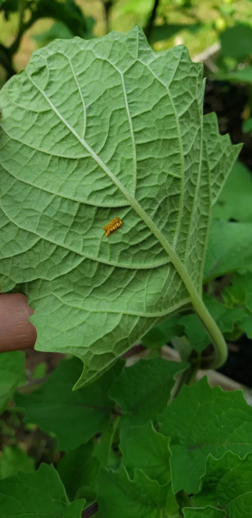 the underside of a ground cherry leaf has a dozen orange eggs on it from the three lined potato beetle