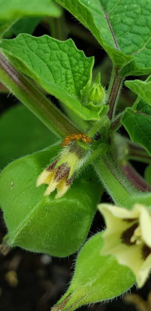 a ground cherry flower has orange eggs laid on it from the three lined potato beetle