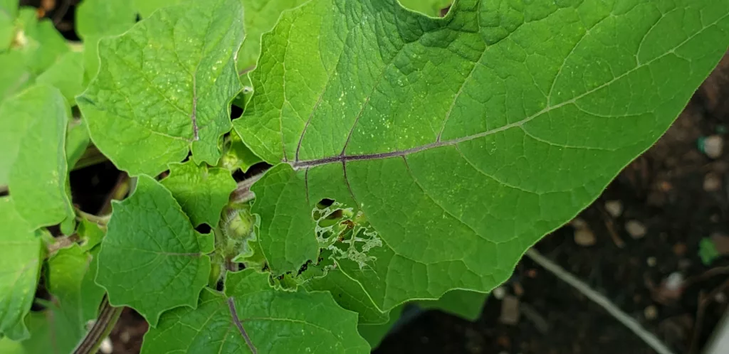 a ground cherry plant with damage from the three lined potato beetle