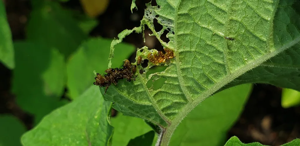 three lined potato beetle larvae are eating a ground cherry leaf