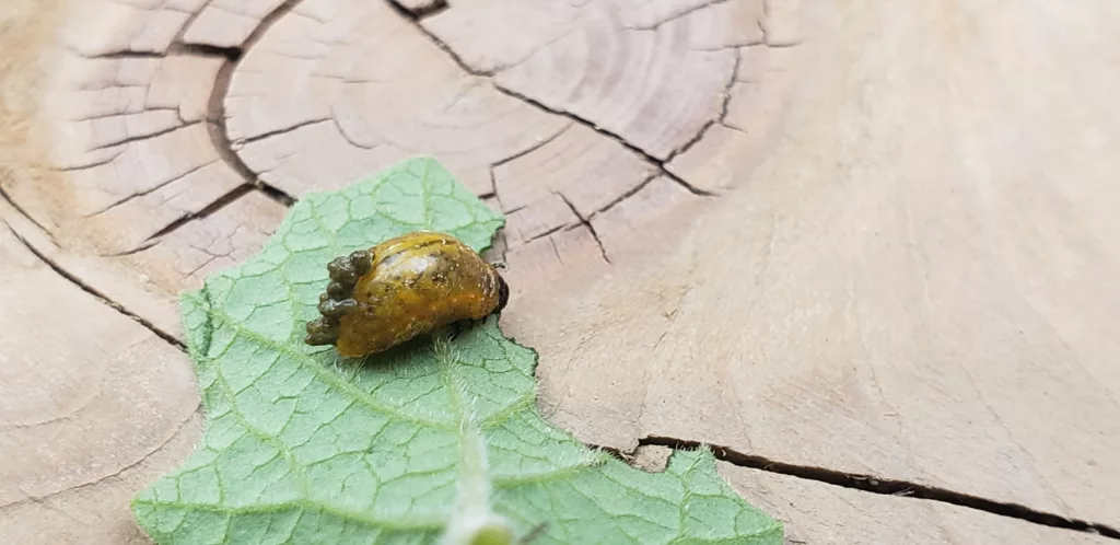 a three lined potato beetle larvae sits on a leaf on a piece of wood with poop covering its back