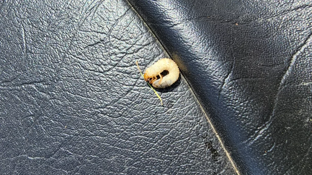 a Japanese beetle grub/larvae