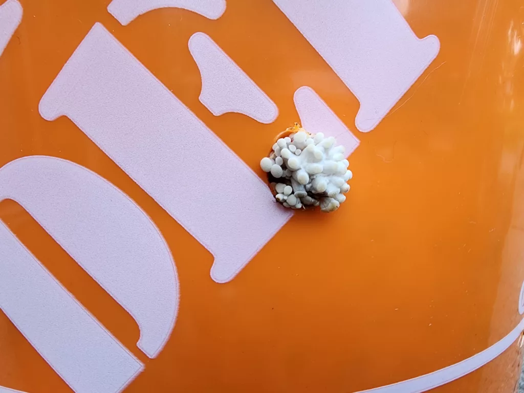pins from oyster mushrooms are visible in an orange bucket