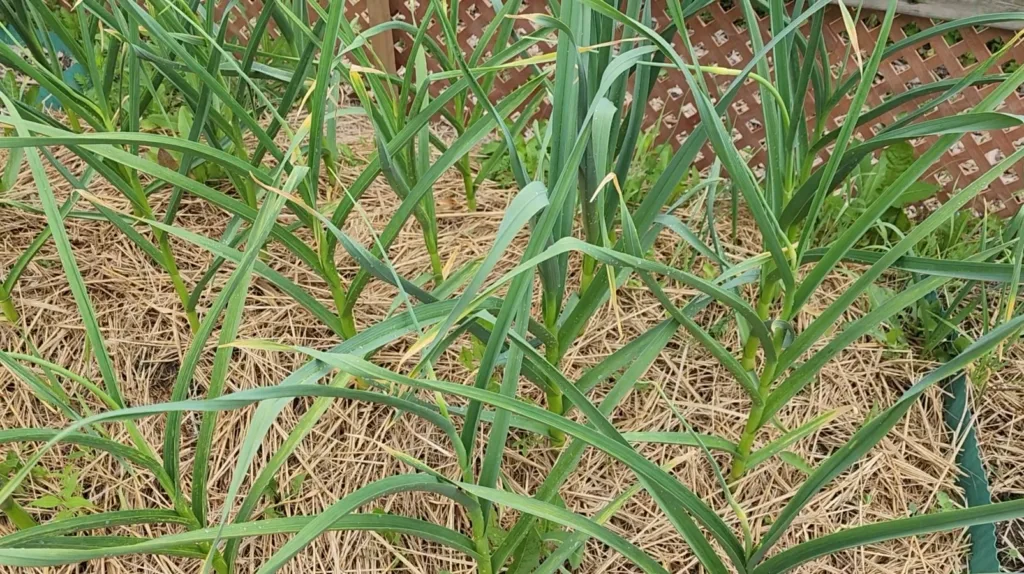 garlic plants are growing in a garden covered in mulch