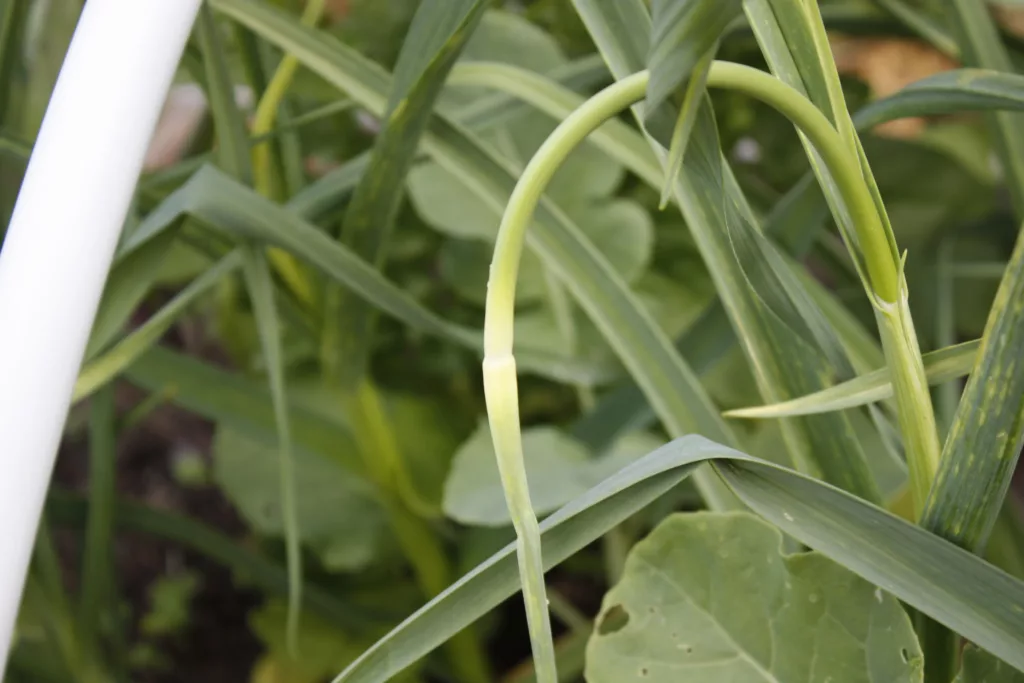 a garlic scape growing out of a garlic stem