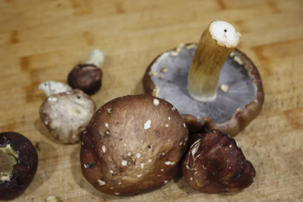 wine cap mushrooms sit on a wood cutting board