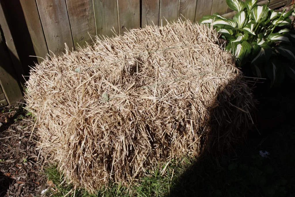 a bale of switchgrass