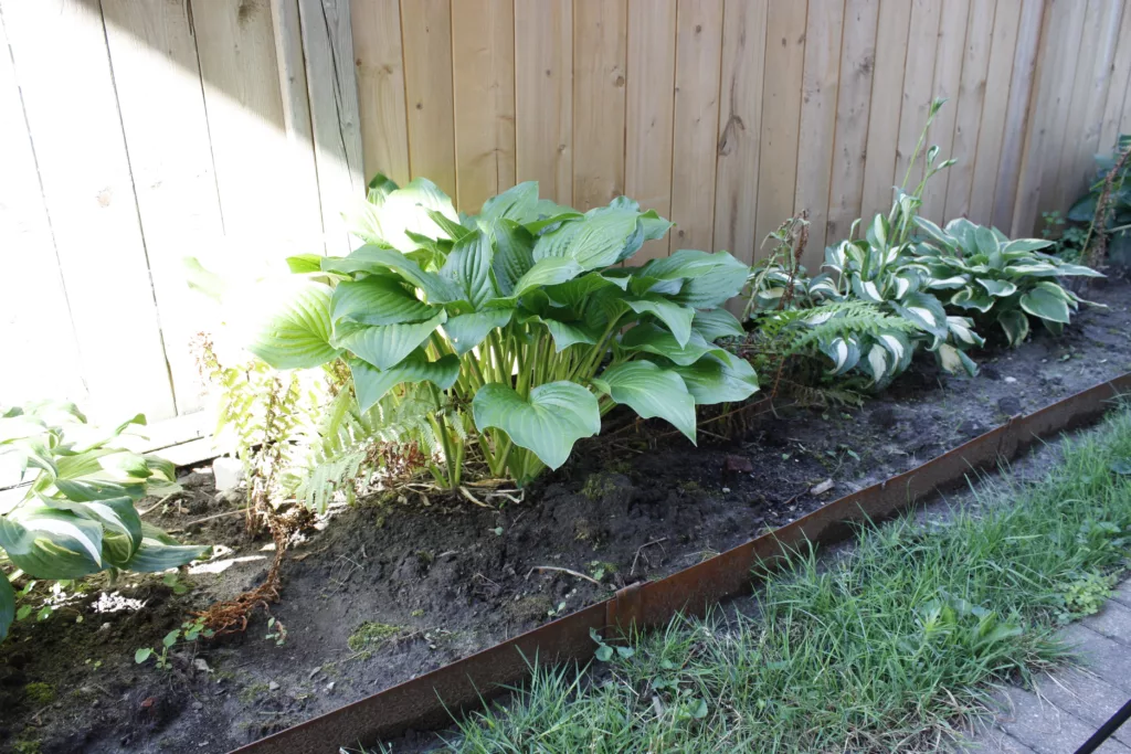 different varieties of hostas in a garden with corten steel edging and a wood fence in the background