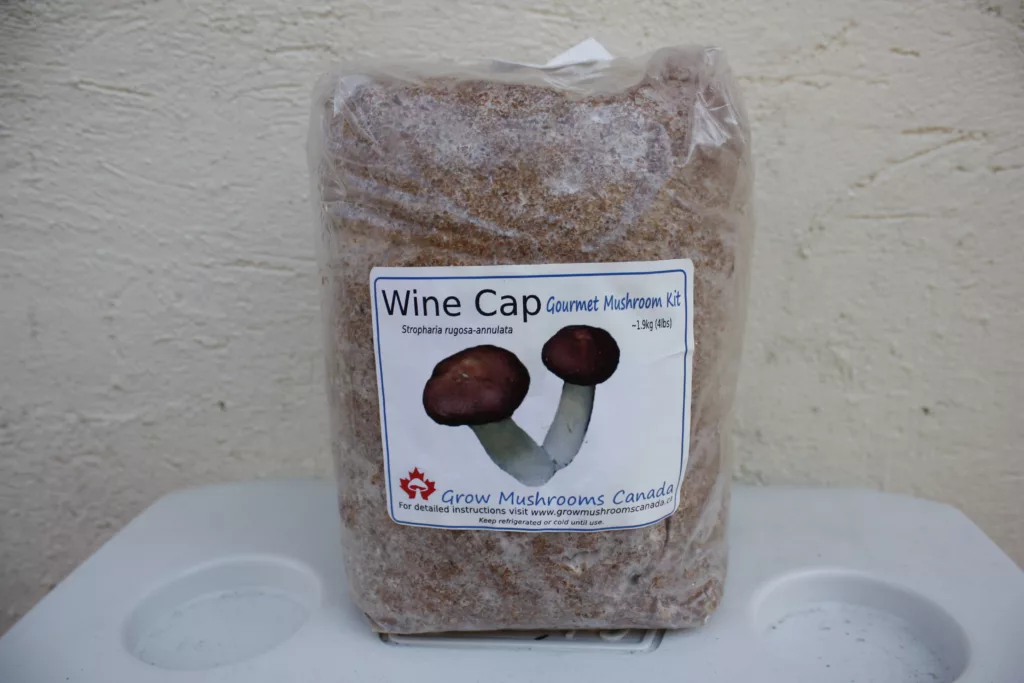 Wine cap mushroom spawn