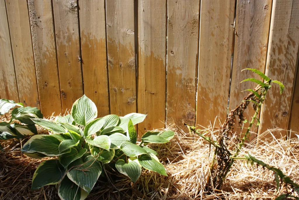 a garden sits along a wooden fence filled with hostas and mulch. The fence wood is wet after being watered.