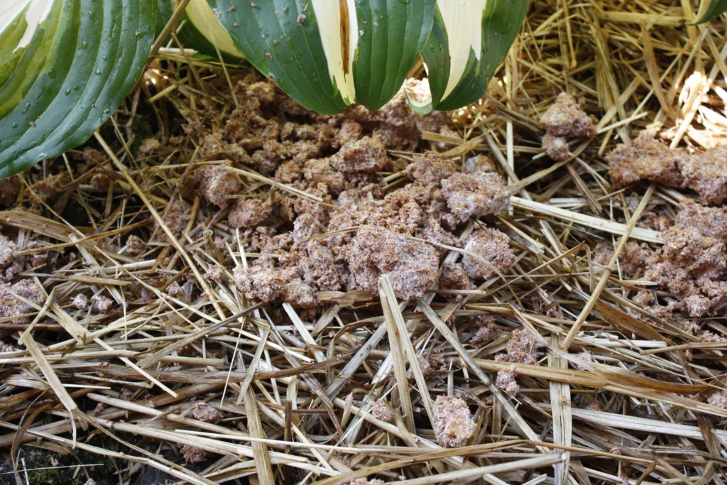 mushroom spawn sits on straw mulch under a hosta leaf