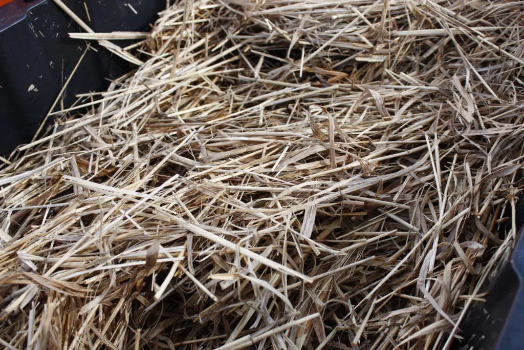 switchgrass in a tote bin