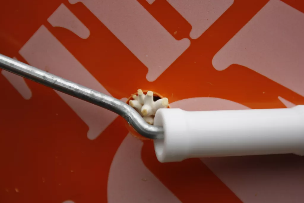 pins of a mushroom growing in a bucket right near the bucket handle