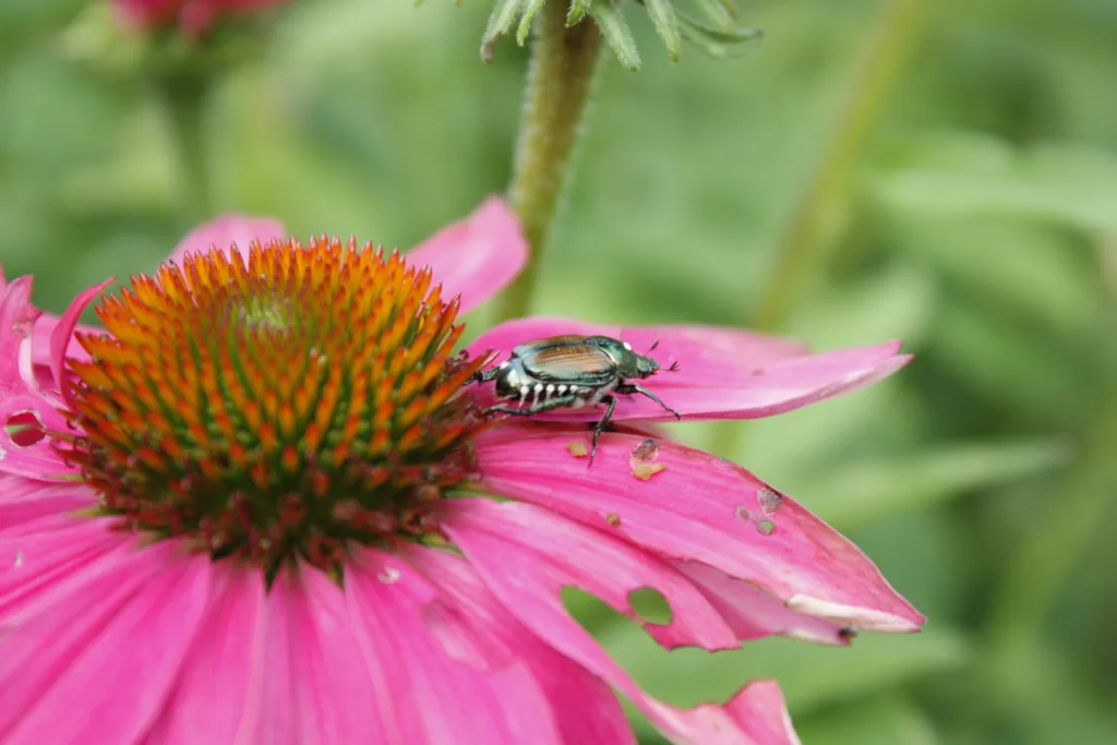 a japanese beetle sits on the pink petal of an echinacea plant