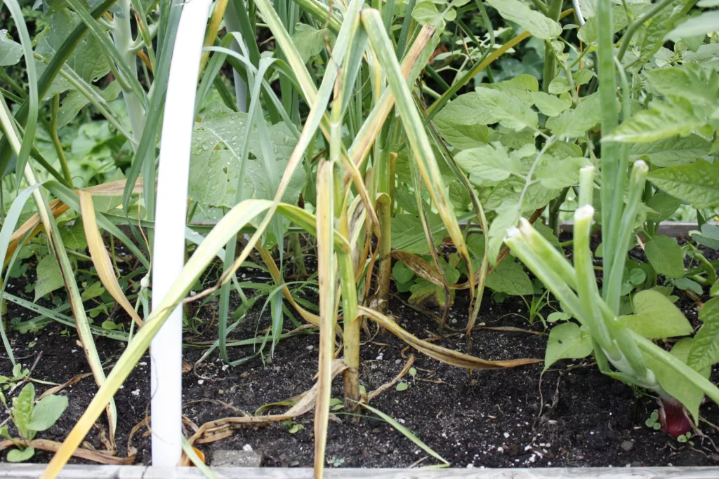 garlic plants turning yellow as it's time to harvest