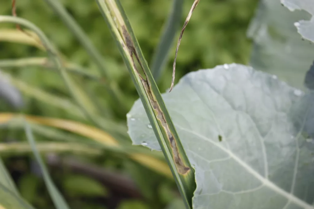 a chewed up garlic leaf is in the centre of the photo