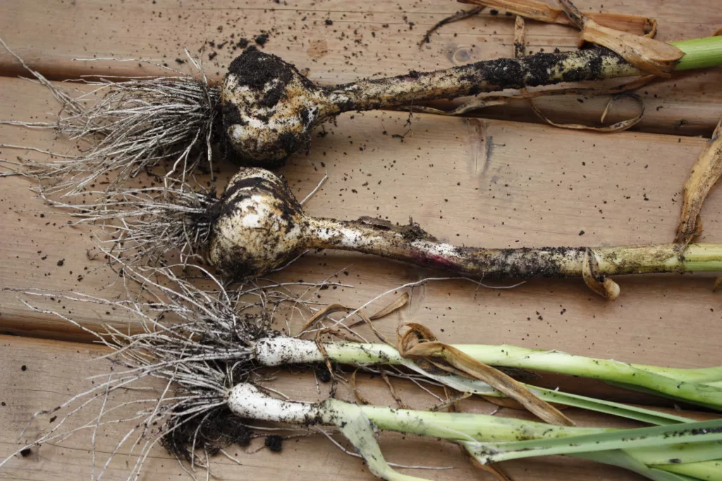 two garlic heads lay beside one another and below them are two green garlic heads