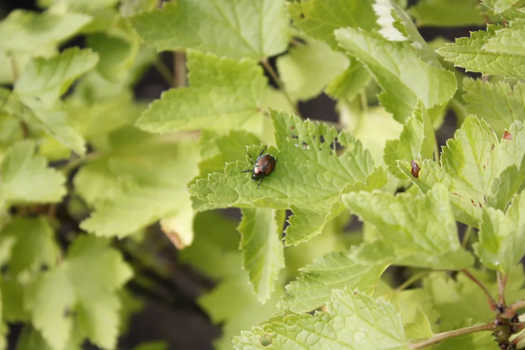 a Japanese beetle feeding on the leaf of a white currant bush
