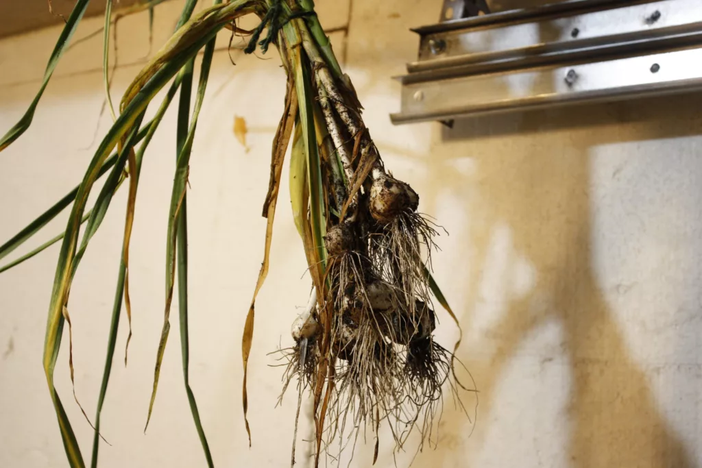 garlic cloves are strung up in a garage drying or curing