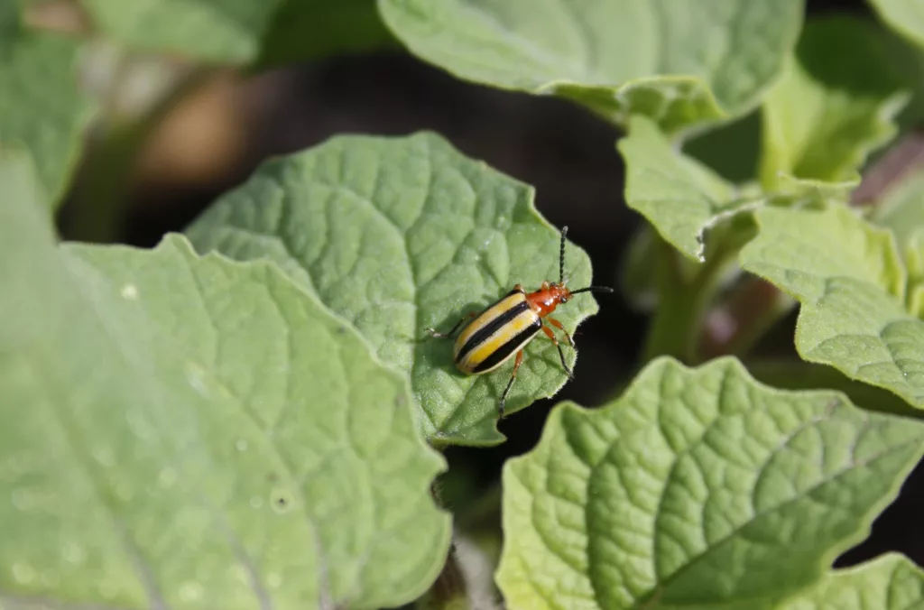 an adult three lined potato beetle on a ground cherry leaf