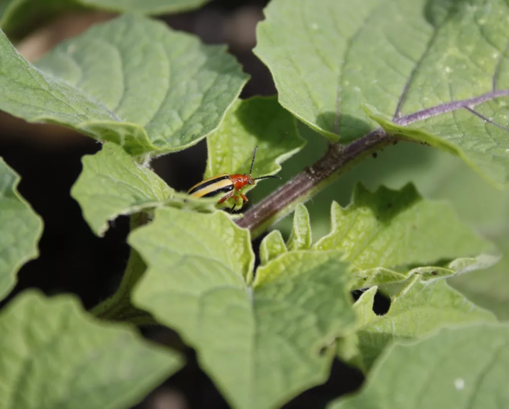 a three lined potato beetle sits on a ground cherry leaf