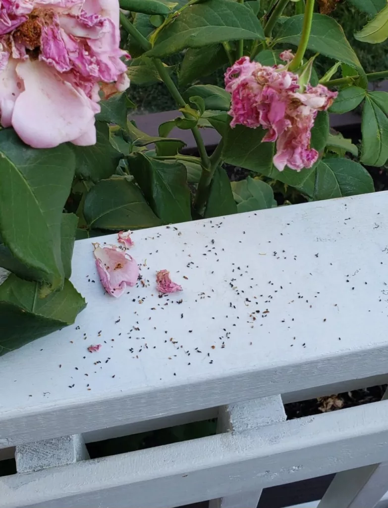roses that have been eaten by japanese beetles, surrounded by their frass