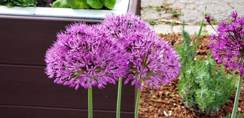 a group of purple alliums blooming in a garden