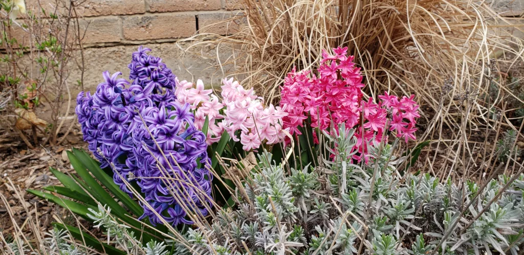 purple, and dark and light pink hyacinths are blooming in a group behind a lavendar plant in a dreary brown spring garden