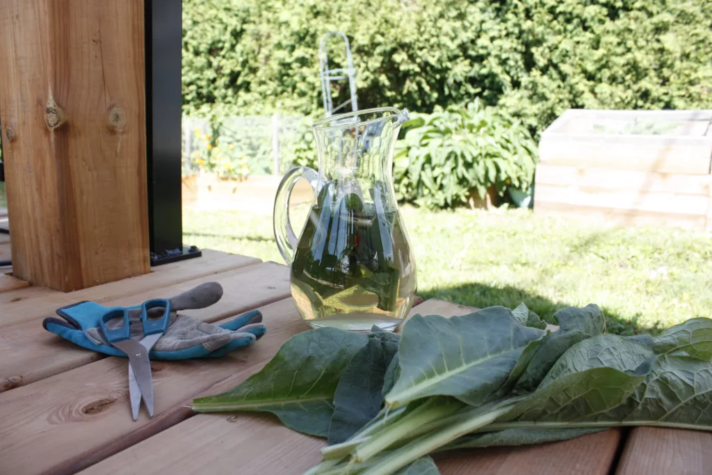 a jug of water is filled with cut up comfrey leaves, with full comfrey leaves sitting in the forefront. This is to make comfrey tea