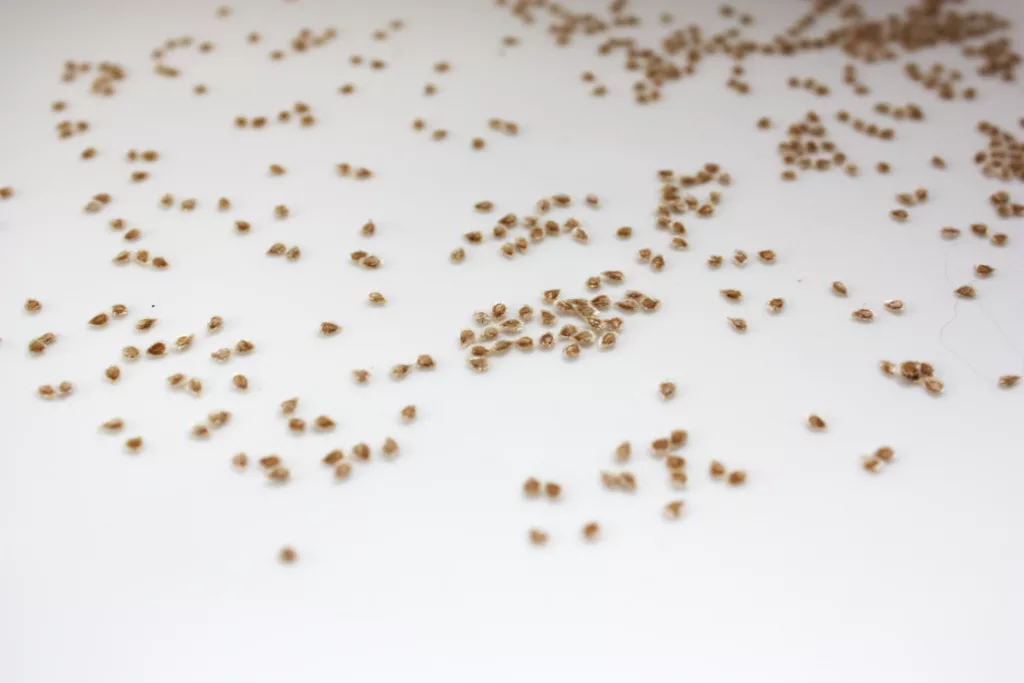 tomato seeds are drying on a plate