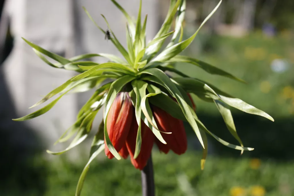 an orange fritillaria is blooming with spiky green leaves on top
