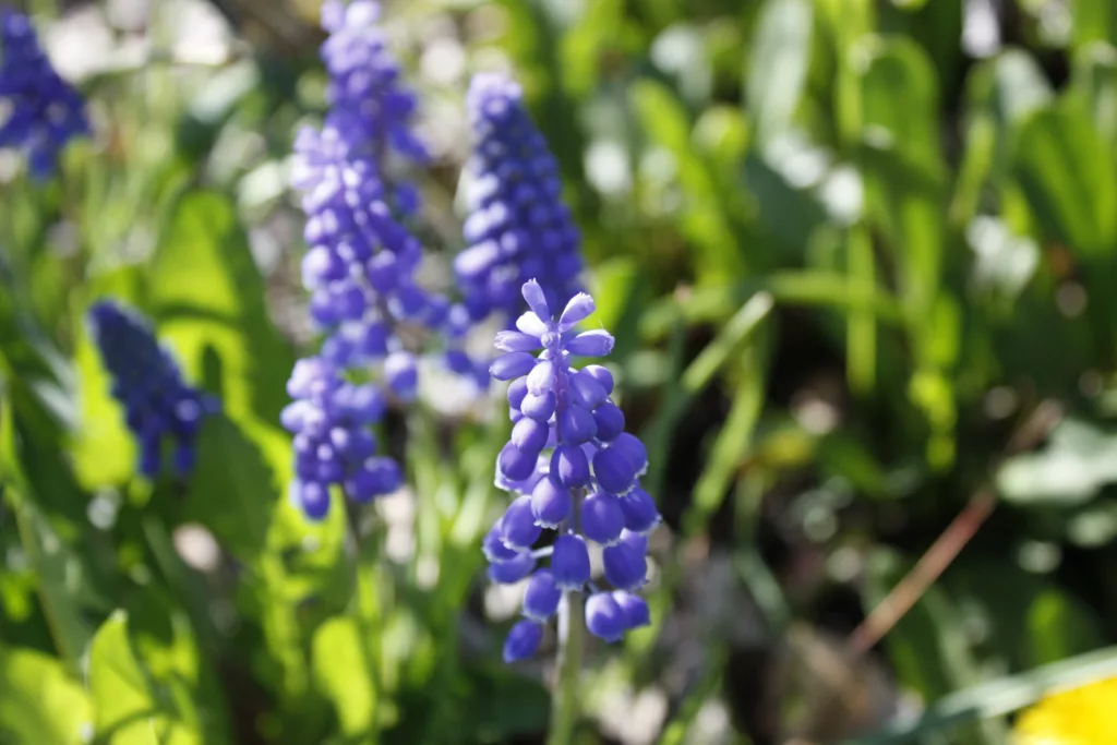 a group of purple grape hyacinths blooming