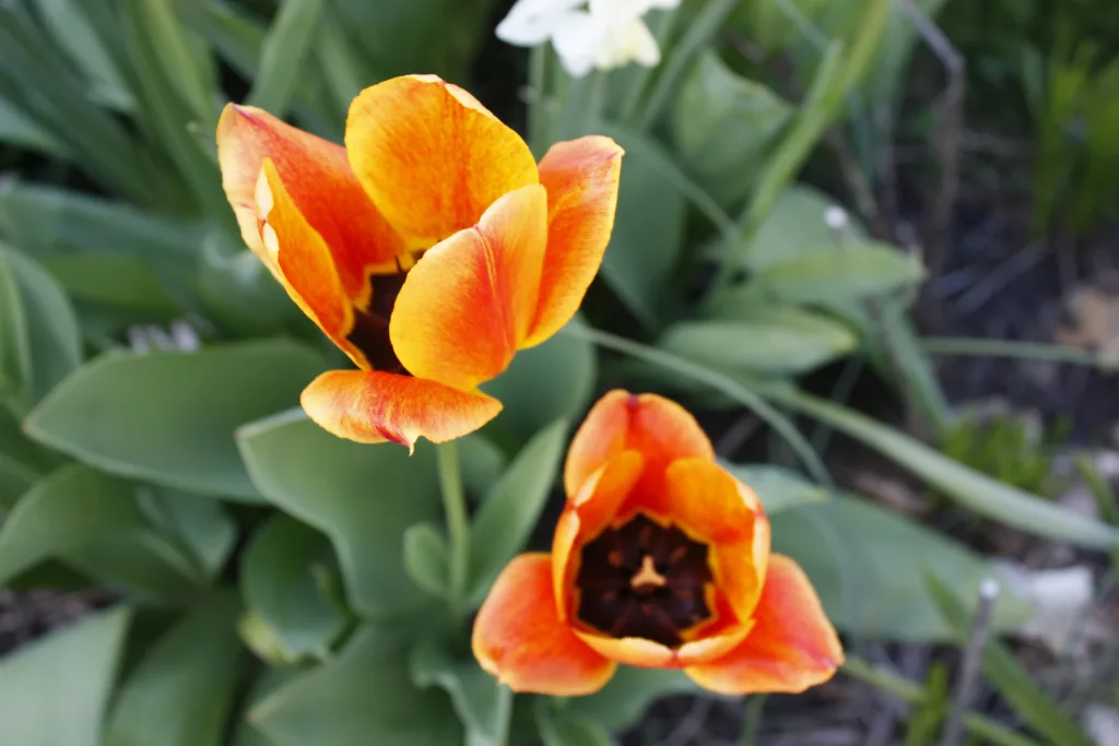 two orange and yellow tulips are blooming with a dark black centre in the middle of the bloom