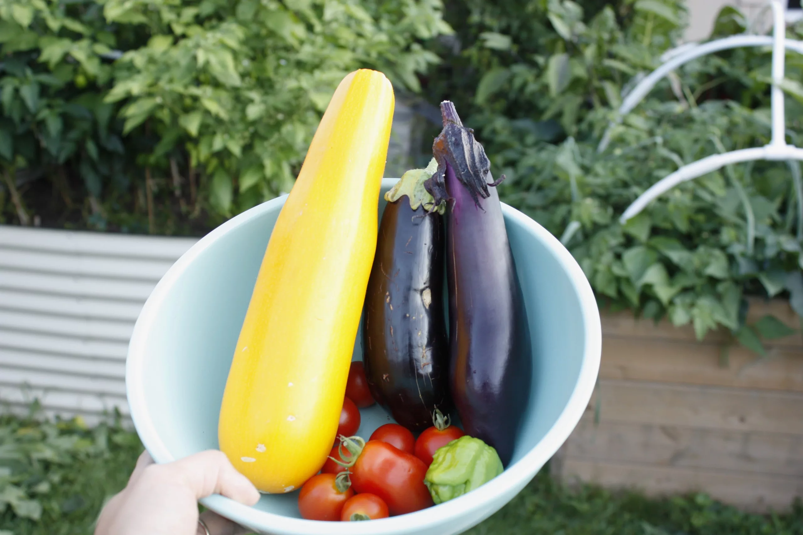 a blue bowl is filled with yellow zucchini, two purple eggplants, and some red tomatoes